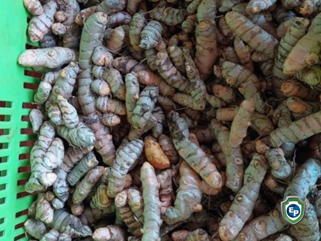 Turmeric / Curcuma