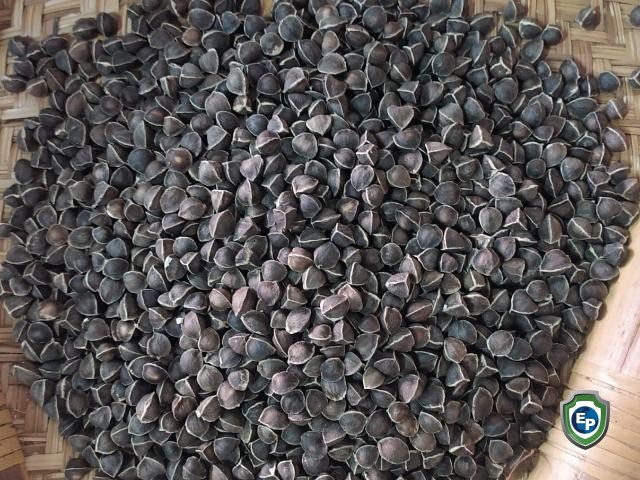 Moringa Seed without Wings