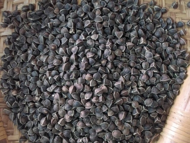 Moringa Seed without Wings