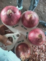 Red Onion