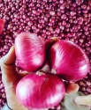 Red Onion