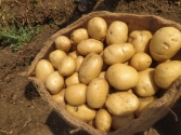 Fresh Potato