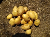 Fresh Potato