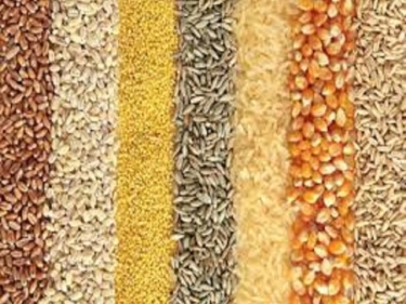 Grain - Rice, Corn, Wheat, Basmati Rice, Millet, Barley, Oats