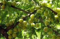 Amla fruit (Indian gooseberry)