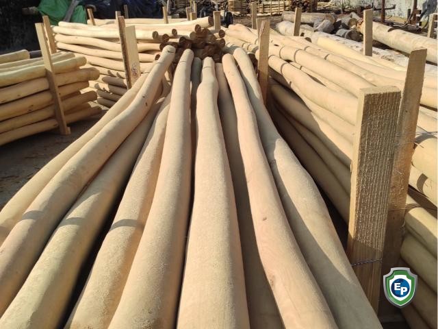 Acacia sapwood free pole