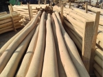 Acacia sapwood free pole