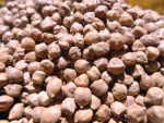 Chickpea