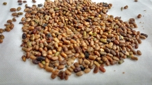 Tephrosia Purpurea Seeds/ Sarphonka Seeds/ Wild Indigo