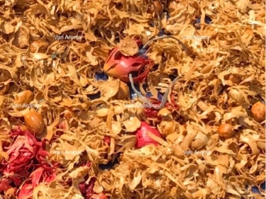 Mace Oil - Van Aroma (NM-003)