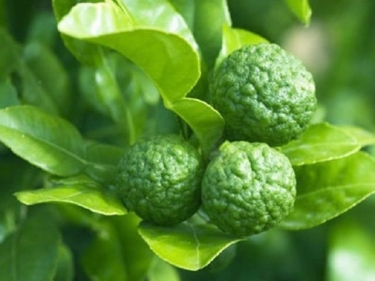 Kaffir Lime Leaf Oil - Van Aroma (KL-001)