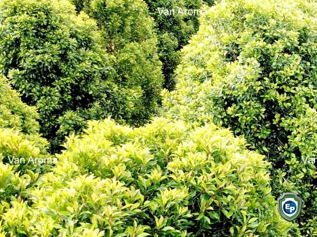 Clove Leaf Oil Crude 82% - Van Aroma (CL-182)