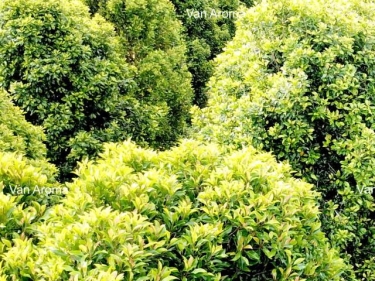 Clove Leaf Oil Crude 82% - Van Aroma (CL-182)