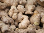 Ginger Oil - CO2 - Van Aroma (FG-003)