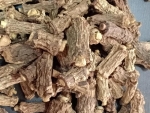 Sarsaprila Root