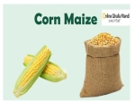 Corn
