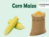 Corn