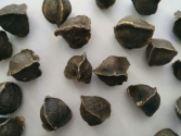 Moringa Seeds Without Wings