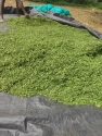 Moringa Dry Leaves