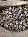 Pure Nux Vomica Seeds