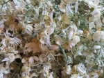 Moringa Flower