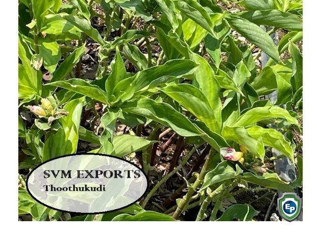 Insulin plant drt leaves