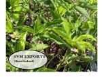 Insulin plant drt leaves