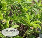 Insulin leaves powder