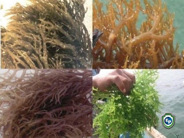 Cottoni Seaweeds - Gellidium Seaweeds - PA Gellidium Seaweeds