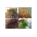 Cottoni Seaweeds - Gellidium Seaweeds - PA Gellidium Seaweeds