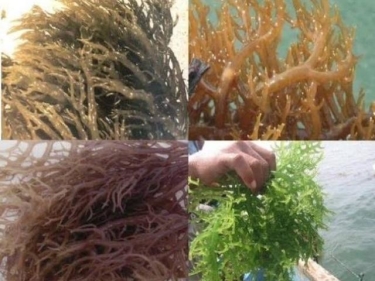 Cottoni Seaweeds - Gellidium Seaweeds - PA Gellidium Seaweeds