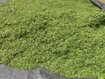 MORINGA LEAVES