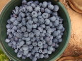 BLUEBERRIES