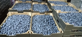 BLUEBERRIES