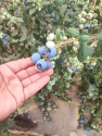 BLUEBERRIES