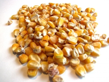 Non gmo yellow corn for animal feed
