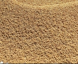 Soyabean