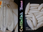 Cuttlefish Bone