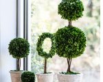 Potted Double Ball Topiary