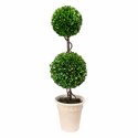 Potted Double Ball Topiary