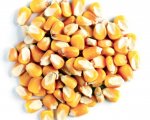 Maize grain