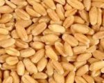 Wheat