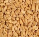 Wheat