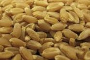 Wheat