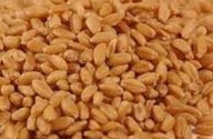 Wheat