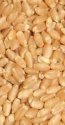 Wheat