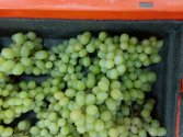 Green Grapes