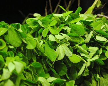 Fenugreek leaves (Methi)