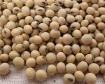 Soya beans