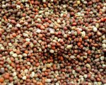 Mustard Seed